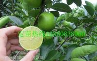 新品种台湾无籽青柠檬苗 四季青柠檬苗 柠檬苗 四季柠檬树苗木