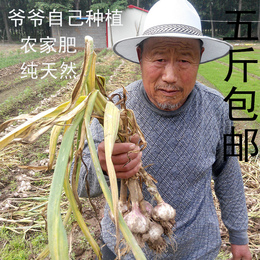 16年山东特产新干大蒜头5斤低价包邮农家自种植有机紫白皮大蒜种