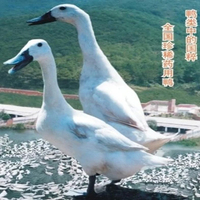 连城白鸭1年 白鹜鸭 黑脚黑嘴保健药用 农业博览会产品