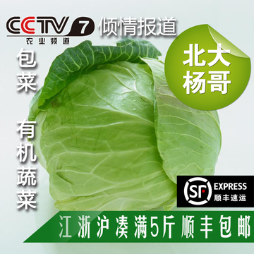 北大杨哥 有机种植无公害当天采摘蔬菜 绿叶包菜