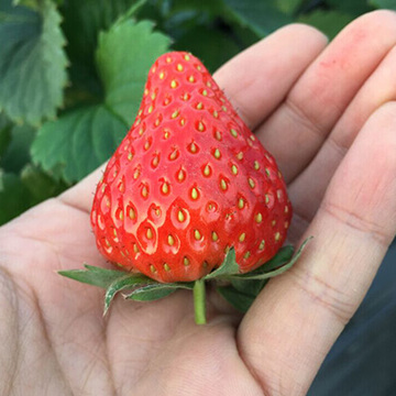 现摘草莓新鲜奶油草莓牛奶草莓日本红颊草莓有机草莓3斤顺丰包邮