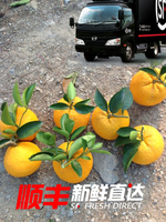 玉环原生广柑玉环高橙新鲜水果采摘原产地直销16斤顺丰新鲜直达