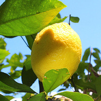 黄柠檬4斤装 重庆长寿农家自产 黄柠檬现摘水果无添加无农药