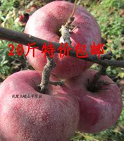 批发价20斤吃的苹果秦冠 特价新鲜水果 陕西礼泉九峻山 全国包邮