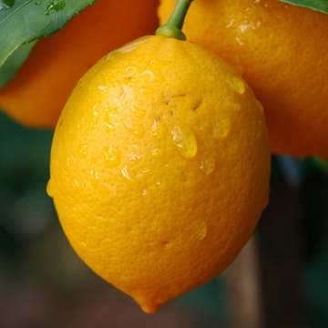 重庆长寿特产 黄柠檬3斤（10-12个）精选一级果新鲜水果 现摘现发