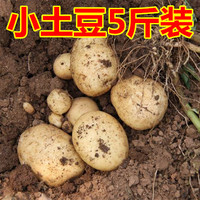 新鲜土豆农家自种非转基因新鲜迷你小土豆新鲜蔬菜马铃薯