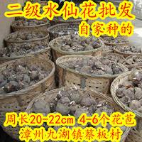 二2级水仙花种球大量批发 20庄漳州原产地自家种的花农直销包邮