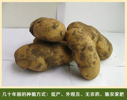 平谷自种 有机新鲜土豆 马铃薯 施农家肥 健康优选