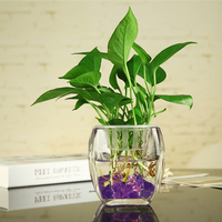 创意家居客厅装饰摆件 简约时尚透明玻璃花瓶水培富贵竹绿萝花器