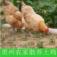 正宗贵州遵义农家散养整只老母鸡 土鸡五谷鸡 养身鸡 月母子鸡