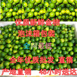 全年优质青金桔 新鲜 水果越南青金桔/小青桔制作青橘茶 5斤起拍