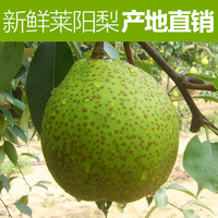 【林家鲜果园】山东特产烟台莱阳梨 新鲜水果 2个试吃包邮