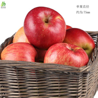 静宁苹果红富士甘肃特产新鲜水果脆甜有机12颗秒杀包邮