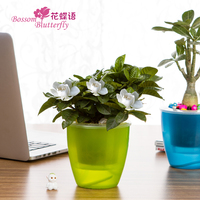 水培植物 栀子花 沙漠玫瑰 绿植盆栽花卉办公室绿植桌面小盆景