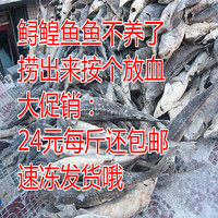 黑龙江东北特产抚远县特产鲟龙鱼七里黄鱼鲟鳇鱼新鲜速冻冷冻发货