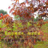鸡瓜槭红枫别墅绿化庭院绿化彩树苗名贵树苗种植