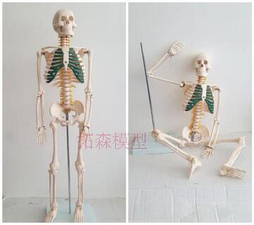 85CM人体骨骼带神经带椎间盘模型 骨架模型 脊柱模型 颈椎 腰椎