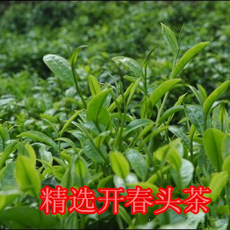 2015新茶江西农户手工自制纯天然野生茶叶有机绿色茶真正的健康茶
