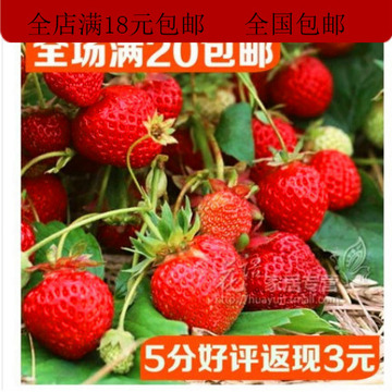 盆栽草莓苗★美德莱特赛娃菠萝莓等品种★水果皇后★四季草莓