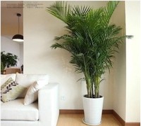 热卖室内花卉室内植物绿植 夏威夷竹子凤尾竹散尾葵 室内大型盆栽