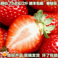 攀枝花特产 新鲜水果 超甜 露天当季草莓 非大棚 2斤包顺丰