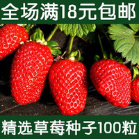 四季结果草莓种子 红白黑蓝家庭盆栽 美容阳台水果蔬菜籽50粒装