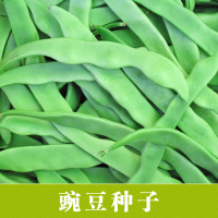 豌豆种子 芽菜种子 豌豆 芽苗菜 有机豌豆 产量高 丰富膳食纤维