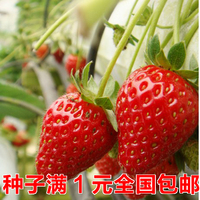 原装水果种子 草莓 50粒 四季可播 阳台种菜 盆栽蔬菜/可批发