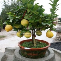 四季柠檬苗 庭院 室内盆栽果树苗 香水柠檬苗 南北种植 柠檬树苗