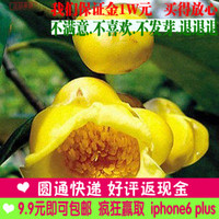 茶花种子 花卉种子 绿植盆栽花卉四季可播种5粒