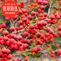 新鲜山楂2015新货山楂天然水果敞口大山楂生山渣山里红5斤装