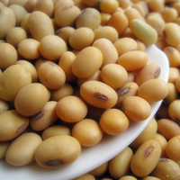 满包邮 云南农家老品种黄豆500g  能发芽的黄豆 非转基因 大豆