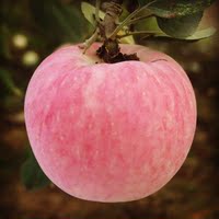 陕西红富士90#特大苹果7.5斤 现摘比洛川烟台栖霞静宁脆新鲜水果