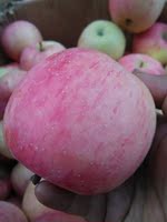 庆阳苹果 冰糖心红富士新鲜水果农家自产果园现摘脆苹果5斤包邮