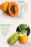包邮木瓜红心木瓜树上熟木瓜 约3斤 海南精品水果 新鲜水果