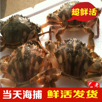 鲜活水产批发 新鲜海鲜 石蟹/花盖蟹/花梭子蟹/海螃蟹 花蟹大青蟹