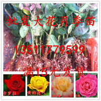 进口大花月季花苗、盆栽、浓香、大花、芳香玫瑰苗子大花玫瑰切花