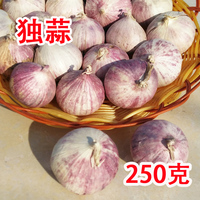 四川特产紫皮大蒜独蒜 批发有机独头大蒜入药250g