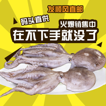 吕四海鲜新鲜小章鱼 冷冻八爪鱼寿司材料 爆炒火锅食材特价包邮