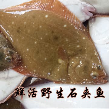 新鲜石夹鱼 比目鱼  鲜活海鱼 海鲜  1斤-2斤一条
