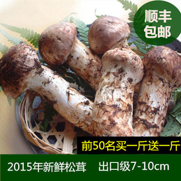 【 买1送1斤牛肝菌】2015云南特产野生菌新鲜松茸菌特级 顺丰包邮