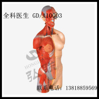 GD/A10003 男性、女性外两性互换肌肉内脏背部开放式头颈躯干模型