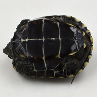 黑腹墨龟乌龟活体宠物观赏生态风水中华草龟3cm金线小乌龟批发
