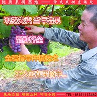 葡萄苗盆栽 葡萄树苗 品种齐全庭院果树苗 当年结果 南方北方种植