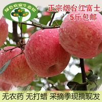 2015烟台苹果现摘水果新鲜栖霞苹果正宗红富士脆苹果5斤包邮一级