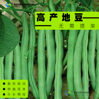 精选高产【地豆种子】 种植简单 生长期短 春秋栽培 无需搭架40g