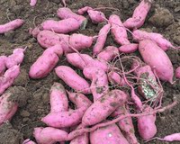 返璞归真 农家传统种植品种 新鲜红薯（地瓜）