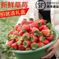 双流冬草莓 新鲜巧克力草莓有机奶油草莓同城水果900克顺丰包邮