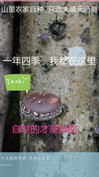 江西农家小香菇特级干货冬菇香菇干2件包邮干香菇野生200g 批发