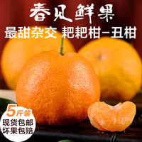 四川蒲江丑柑不知火甜橙子 新鲜水果春见耙耙柑丑橘桔子5斤包邮